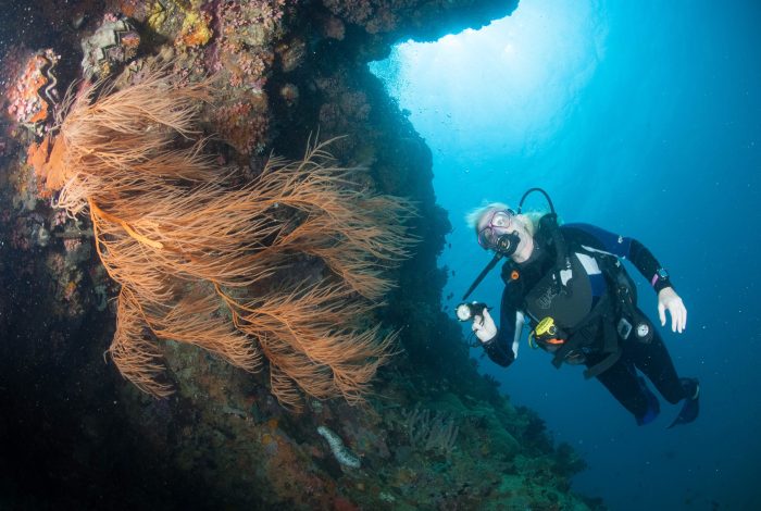 Sophisticated Lady | diving cruises